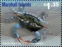 Atlantic Blue Crab (Callinectes sapidus)