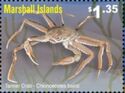 Tarrer Crab (Chionoecetes bairdi)