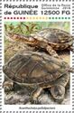 Chaco Sideneck Turtle (Acanthochelys pallidipectoris)