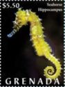 Seahorse (Hippocampus)