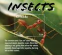 Insects
