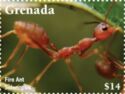 Fire Ant (Solenopsis)