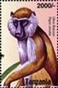 Olive baboon