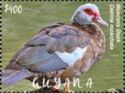 Stamp:-Muscovy-Duck-(Cairina-moschata)-(Guyana)
