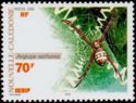 Tropical St Andrew's Cross Spider (Argiope aetherea)