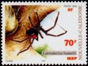Redback Spider (Latrodectus hasselti)