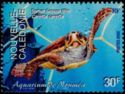 Loggerhead (Caretta caretta)