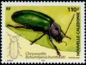 Leaf Beetle (Bohumiljania humboldti)