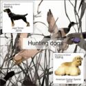 Hunting Dogs