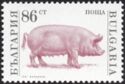 Domestic Pig (Sus scrofa domestica)