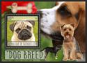 Dogs - Dog Breed - Pug