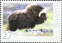 Musk Ox