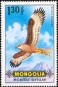 Black Kite (Milvus migrans)