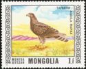 Steppe Eagle (Aquila nipalensis)
