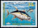 Yellowfin Tuna (Thunnus albacares)