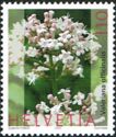 Valerian (Valeriana officinalis)