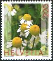 Chamomile (Matricaria chamomilla)