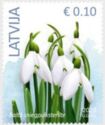 White Snowdrop (Galanthus nivalis)