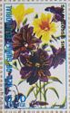 Velvet Trumpet Flower (Salpiglossis sinuata)