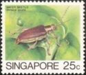 Water Beetle (Donacia javana)