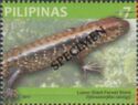 Luzon Giant Forest Skink (Sphenomorphus cumingi)