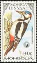 Great Spotted Woodpecker (Dendrocopos major)