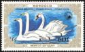 Tundra Swan (Cygnus bewickii), Whooper Swan (Cygnus cygnus),