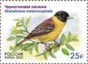 Black-Headed Bunting (Granativora melanocephala)