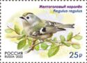 Goldcrest (Regulus regulus)
