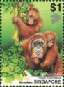 Bornean Orangutan (Pongo pygmaeus)