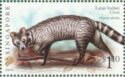 Large Indian Civet (Viverra zibetha) Imprint 2007A