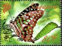 Tailed Jay (Graphium agamemnon)
