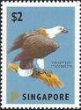 White-Bellied Sea Eagle (Haliaeetus leucogaster)