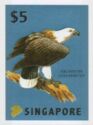 White-Bellied Sea Eagle (Haliaeetus leucogaster)
