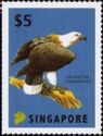 White-Bellied Sea Eagle (Haliaeetus leucogaster)