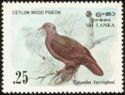 Ceylon Wood Pigeon (Columba torringtoni)