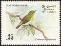 Ceylon White-eye (Zosterops ceylonensis)