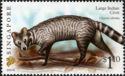 Large Indian Civet (Viverra zibetha) Imprint 2007A