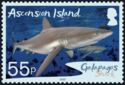 Galapagos Shark (Carcharhinus galapagensis)