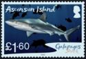 Galapagos Shark (Carcharhinus galapagensis)