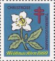 Christmas 1960: Christmas Rose