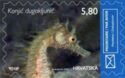 Long-snouted Seahorse (Hippocampus guttulatus)