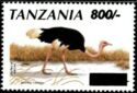 Common Ostrich (Struthio camelus)