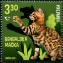Bengal Cat