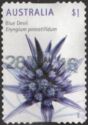 Blue Devil (Eryngium pinnatifidum)