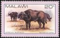 African Buffalo (Syncerus caffer)