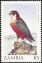 Taita Falcon (Falco fasciinucha)