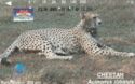 Cheetah (Acinonyx jubatus)Overprint 100 Unit/RP 13.200,--s