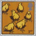 Light Sussex Chicks (Gallus gallus domesticus)