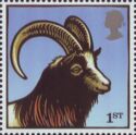 Bagot Goat (Capra hircus)
